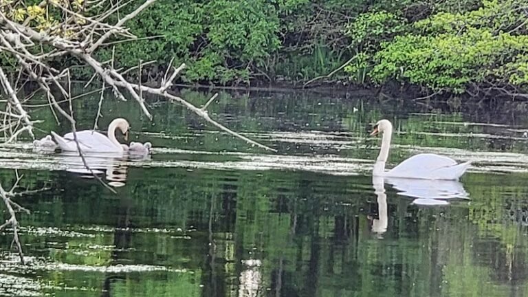 87992 f86bb34abd57 768x432